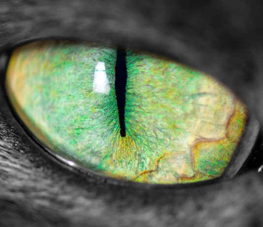 3 Fun Facts You Didn’t Know About Your Cat’s Vision