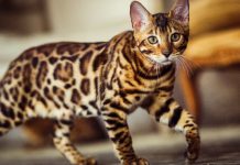 12 Cat Breeds For The Active Cat Parent