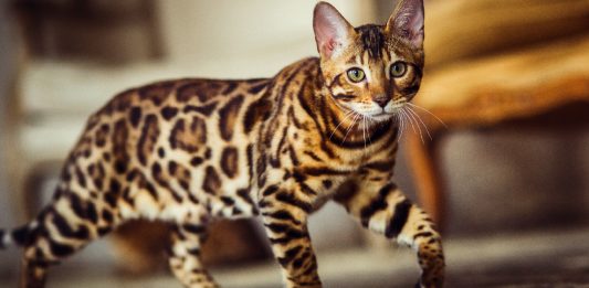 12 Cat Breeds For The Active Cat Parent