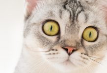Emergency Preparedness For Your Cat: Be Ready Before Disaster Strikes
