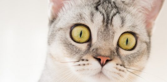 Emergency Preparedness For Your Cat: Be Ready Before Disaster Strikes