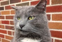 Peeing Outside the Litter Box: Why Cats Urinate Where They Shouldn’t