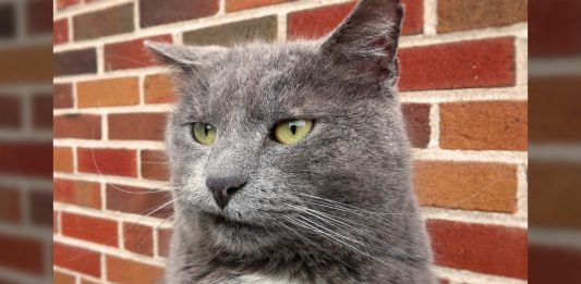 Peeing Outside the Litter Box: Why Cats Urinate Where They Shouldn’t