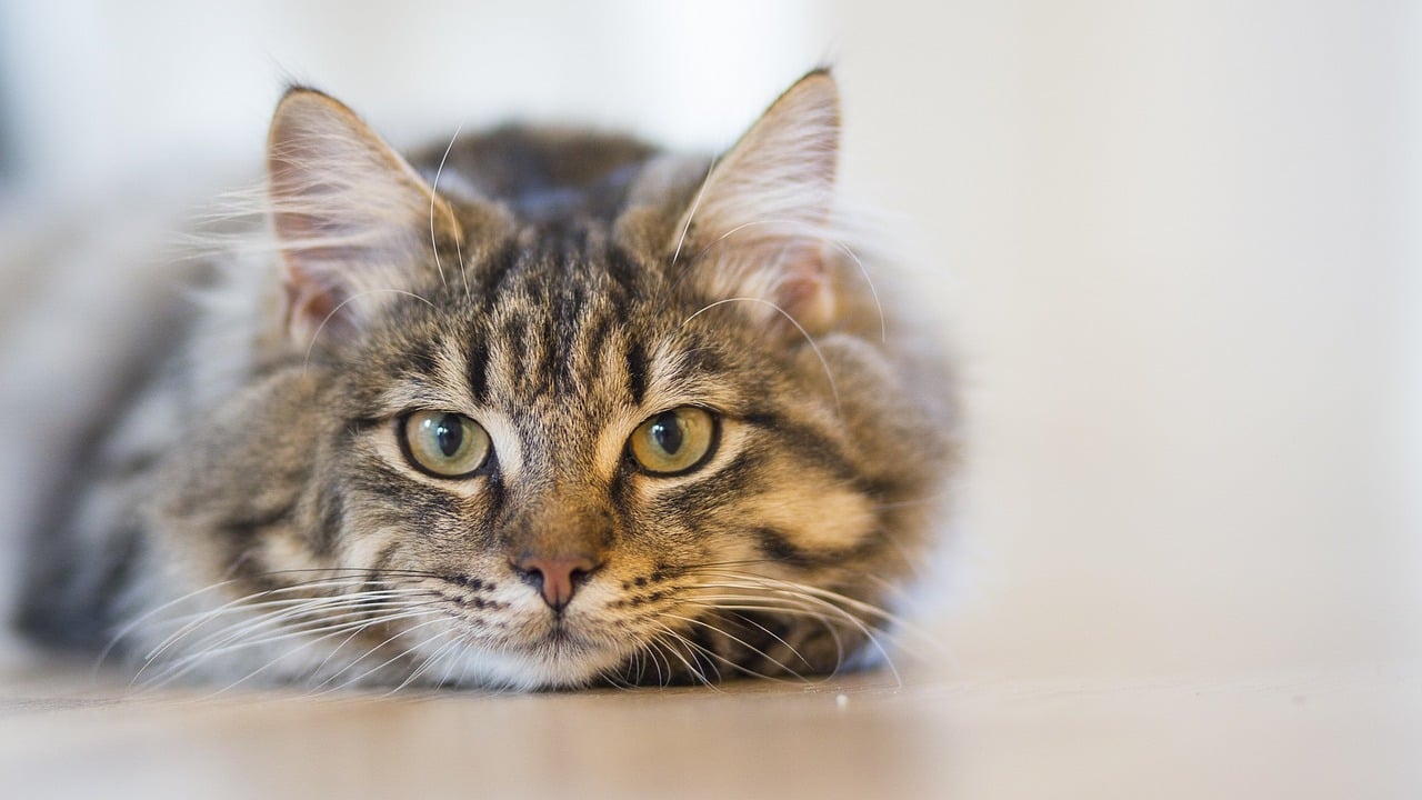 Vitamins for cats to gain clearance weight