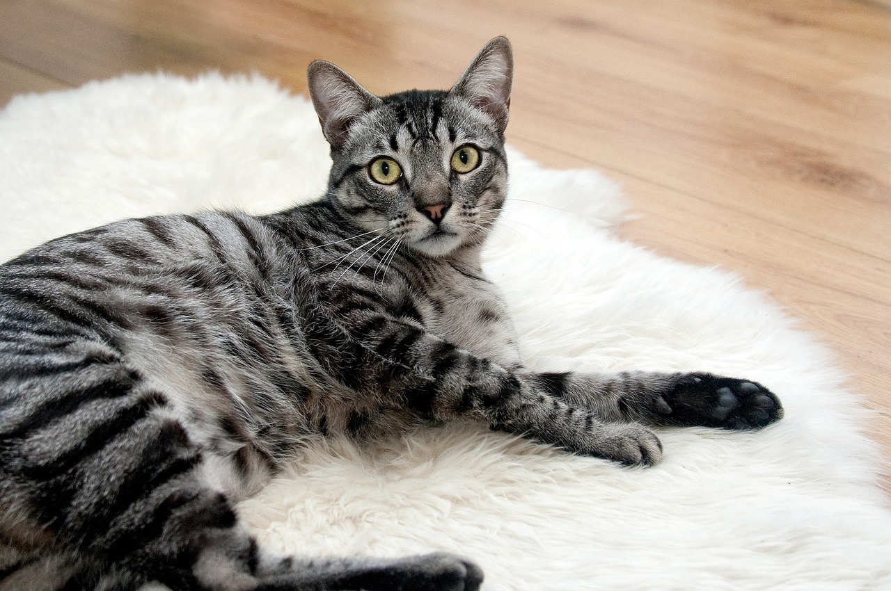 View of 6 Best Joint Supplements for Cats [2023] | Bengalcats.co