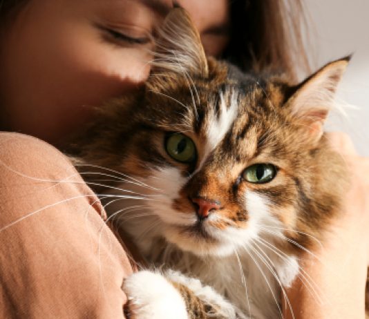 Celebrate The Felines: The Ultimate List Of Annual Cat Days and Holidays