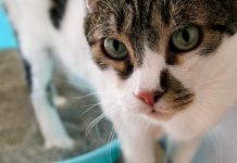 25 Cat Litter Box Questions: Find Answers To Your Queries About The Potty Pan