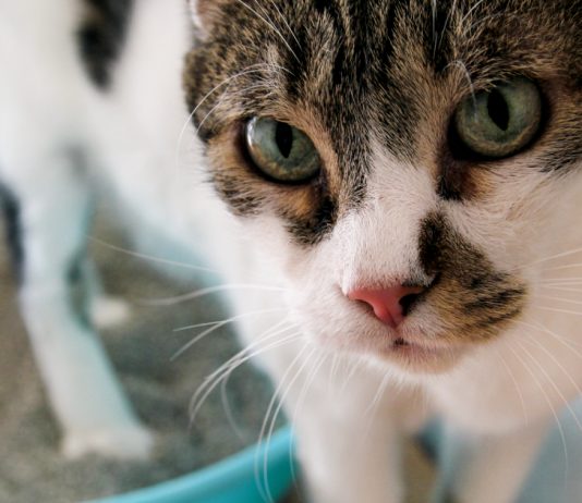 25 Cat Litter Box Questions: Find Answers To Your Queries About The Potty Pan