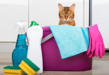 7 Cleaning Tips For Cat Parents