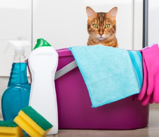 7 Cleaning Tips For Cat Parents