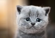 9 Ways Cats Tell You They’re Unhappy