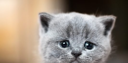 9 Ways Cats Tell You They’re Unhappy
