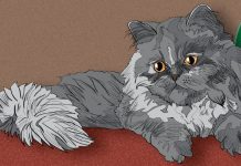 8 Cat Breeds That Love Winter