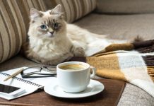 Can Cats Drink Tea And Other Caffeinated Beverages?