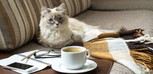 Can Cats Drink Tea And Other Caffeinated Beverages?