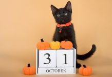 10 “Must Know” Halloween Safety Tips For Cats