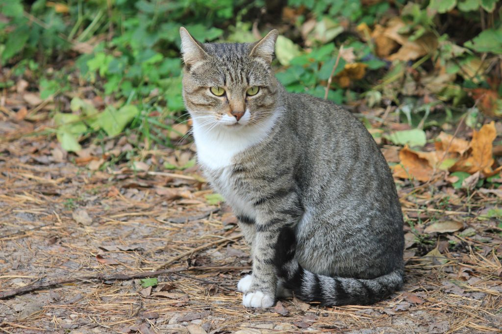 7 Best Cat Litters for Odor Control [2023] Bengalcats.co