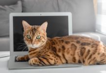 11 Large Cat Breeds Sized Right For Cuddles