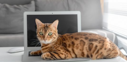 11 Large Cat Breeds Sized Right For Cuddles