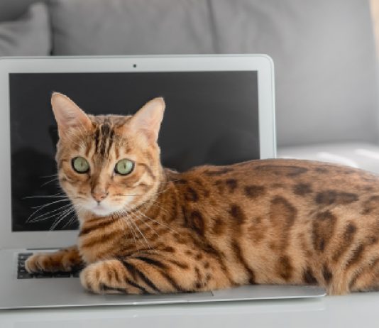11 Large Cat Breeds Sized Right For Cuddles