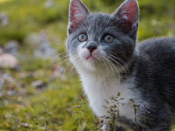 Hypoallergenic Cat Food - Your Questions Answered