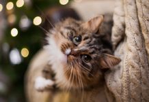 9 Tips For Saving Your Christmas Tree From A Cat-astrophe