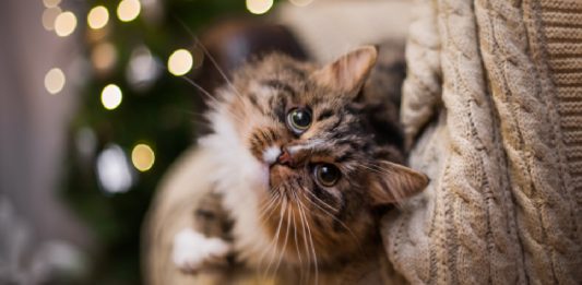 9 Tips For Saving Your Christmas Tree From A Cat-astrophe