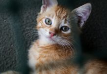 7 Best Lightweight Cat Litters Best Lightweight Cat Litters