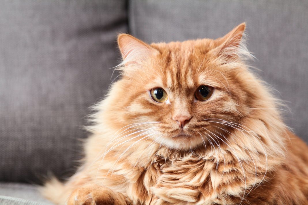 Best Pine Pellet Cat Litters
