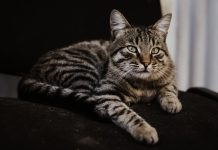 7 Best Cordless Vacuums for Cat Hair Best Cordless Vacuums for Cat Hair