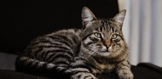 7 Best Cordless Vacuums for Cat Hair Best Cordless Vacuums for Cat Hair