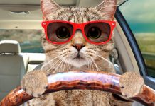 6 Ways To Keep Your Cat Calm During Travel