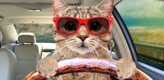 6 Ways To Keep Your Cat Calm During Travel