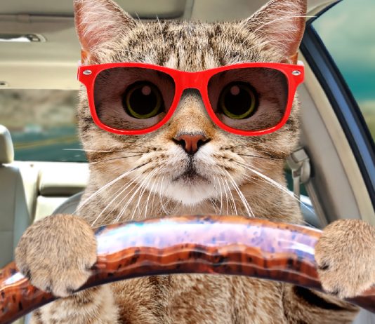 6 Ways To Keep Your Cat Calm During Travel