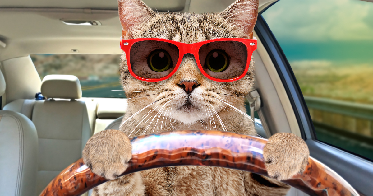 Image showcasing 6 Ways To Keep Your Cat Calm During Travel | Bengalcats.co