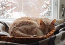 Ask A Vet: Why Does My Cat Shed Less In Winter?