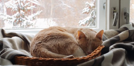 Ask A Vet: Why Does My Cat Shed Less In Winter?
