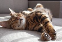 7 Facts About Your Cat’s Sleeping Habits