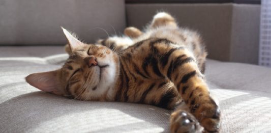 7 Facts About Your Cat’s Sleeping Habits