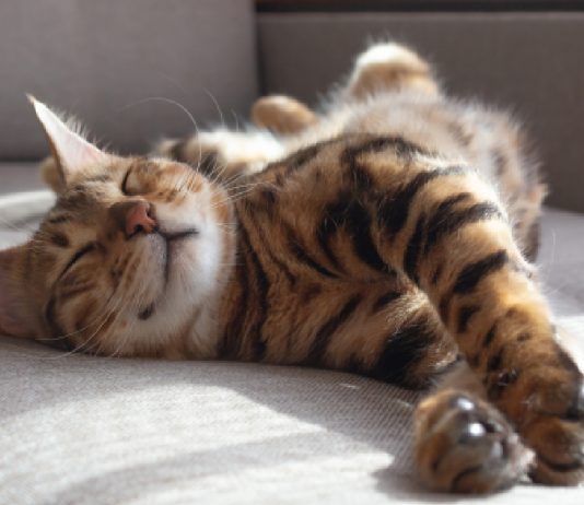 7 Facts About Your Cat’s Sleeping Habits