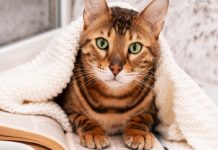 3 Ways To Spoil Your Cat This Winter