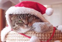 CattyCorner: Forrest Wisewhiskers’ Rules For Purrfect Holiday Gatherings