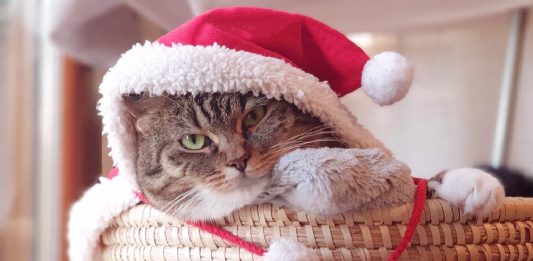 CattyCorner: Forrest Wisewhiskers’ Rules For Purrfect Holiday Gatherings