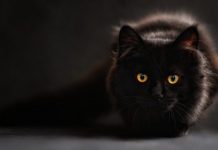 Ask A Vet: Why Are Cats Territorial?