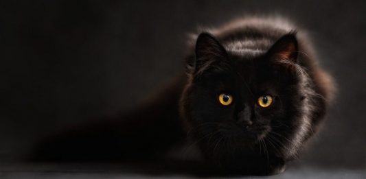 Ask A Vet: Why Are Cats Territorial?