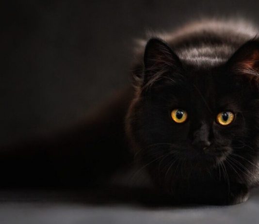 Ask A Vet: Why Are Cats Territorial?