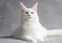 12 Healthiest Cat Breeds