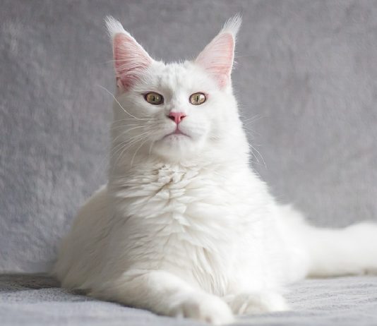 12 Healthiest Cat Breeds