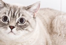6 Signs Your Cat Is Stressed Out