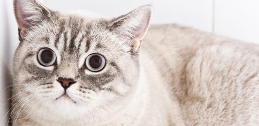6 Signs Your Cat Is Stressed Out